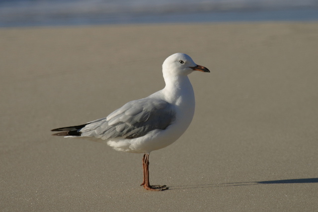 Silver Gull | BIRDS in BACKYARDS